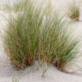 آموفیلا (چمن ساحلی) Ammophila (Beach Grass)